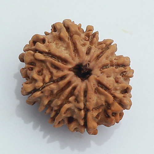 10 mukhi rudraksha price 3999rs.jpg